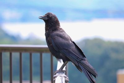 Close-up of bird perching on railing