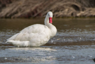 Birds in calm lake