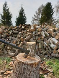 Stack of logs in forest