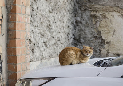 Cat by car