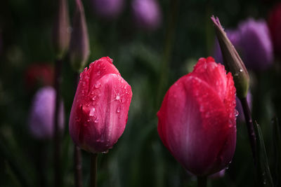 Close-up of pink tulip