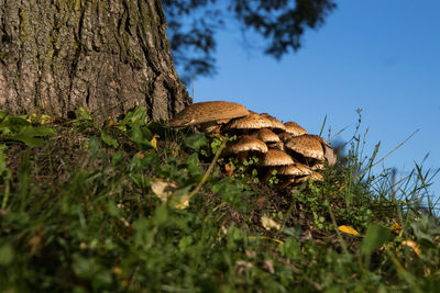 Close-up of mushroom growing by tree trunk