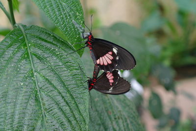 Butterfly perching on leaf