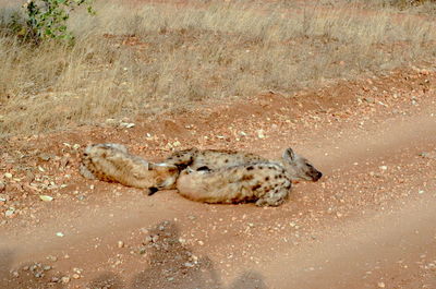 High angle view of crab sleeping on land