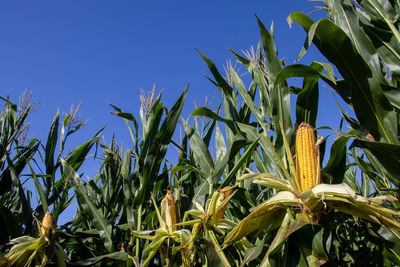 Crops growing on field against clear blue sky