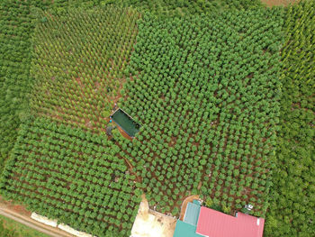 High angle view of corn field