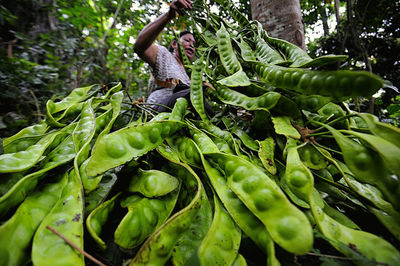 rainforest