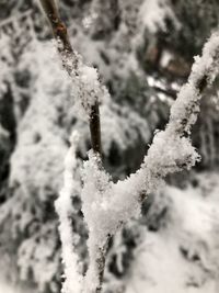 Close-up of frozen plant