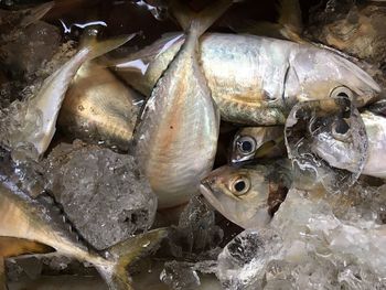 Close-up of fishes on crushed ice for sale