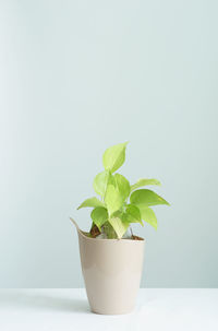 Close-up of potted plant against white background