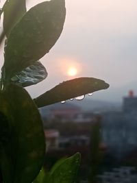 Close-up of water drops on leaves against sky during sunset