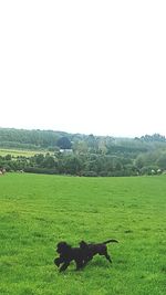 Scenic view of landscape against clear sky