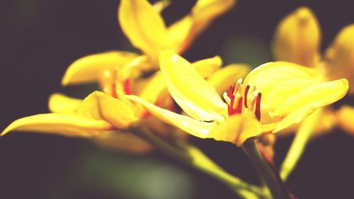 Close-up of yellow flower