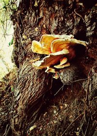 Close-up of plant growing on tree trunk