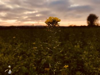 Close-up of yellow flower blooming on field against sky