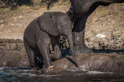 Elephant calf with its mother at waterhole