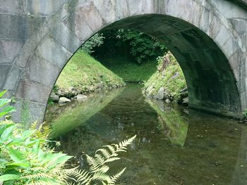 Scenic view of tree by bridge