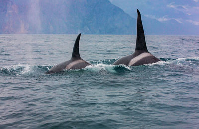 The pair of transient killer whales travel through the waters of avacha bay, kamchatka