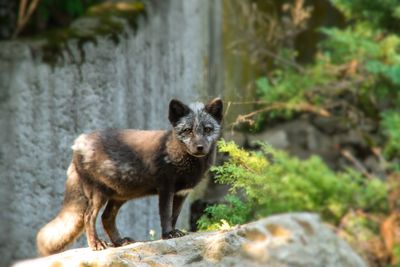 Portrait of cat standing on rock