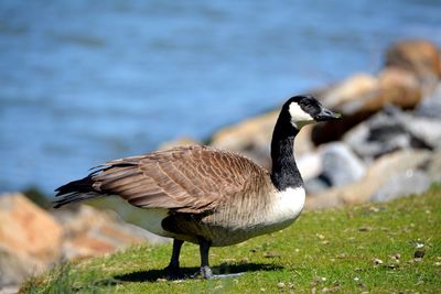 Canada goose at lakeshore