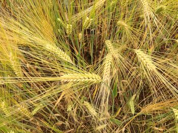 Close-up of plants