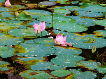 Close-up of lotus water lily in pond