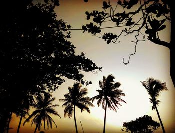 Low angle view of silhouette palm trees against sky