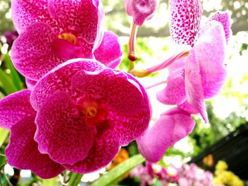 Close-up of pink flowers