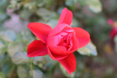 Close-up of red rose blooming outdoors