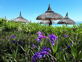 Purple flowering plants on field against clear sky