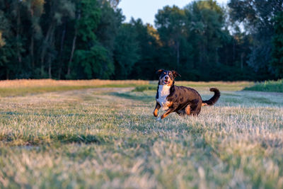 Full length of a dog running on field