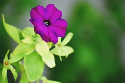 Close-up of purple flower blooming outdoors