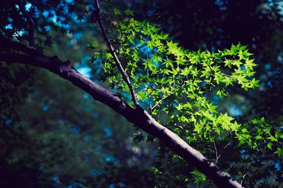 Low angle view of trees growing in forest