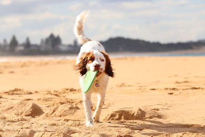 Dog on beach