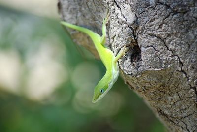 Close up of a green anole lizard stalking prey on a tree limb. 