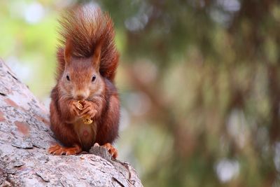 Close-up portrait of squirrel on tree