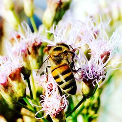 Close-up of bee pollinating on pink flower