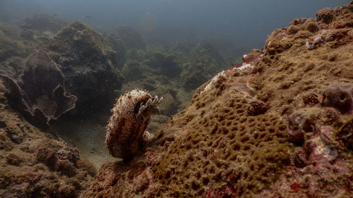 Sea cucumber at mariveles