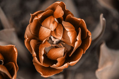 Close-up of rose flower