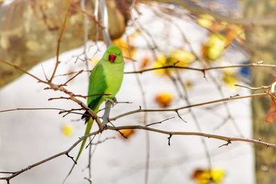 Low angle view of parrot perching on tree