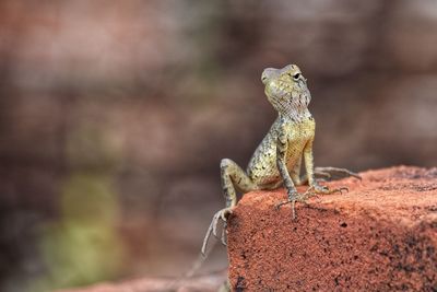 Close-up of lizard on rock