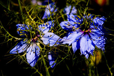 Close-up of blue flowers