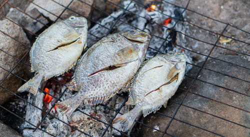 High angle view of seafood on table