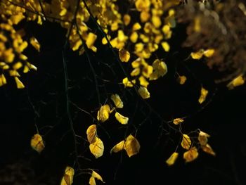 Close-up of yellow leaves on plant at night