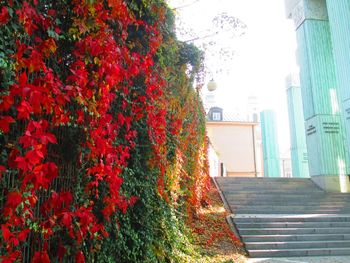 View of flowers in backyard