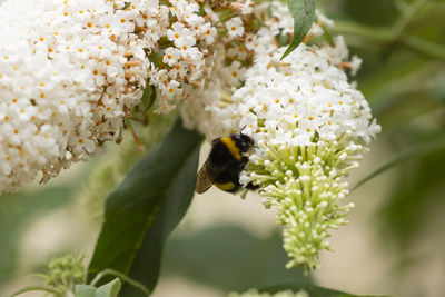 Close-up of bee pollinating on flower