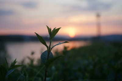 Close-up of plant against sky during sunset