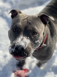 Close-up portrait of dog in snow