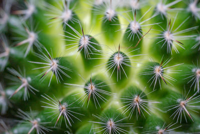 Full frame shot of succulent plants