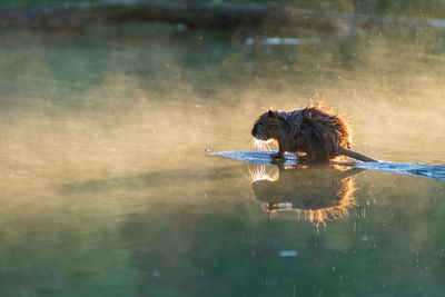 Side view of man swimming in lake